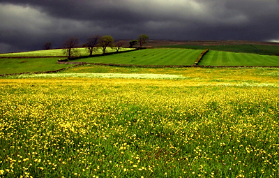 BUTTERCUP FIELD